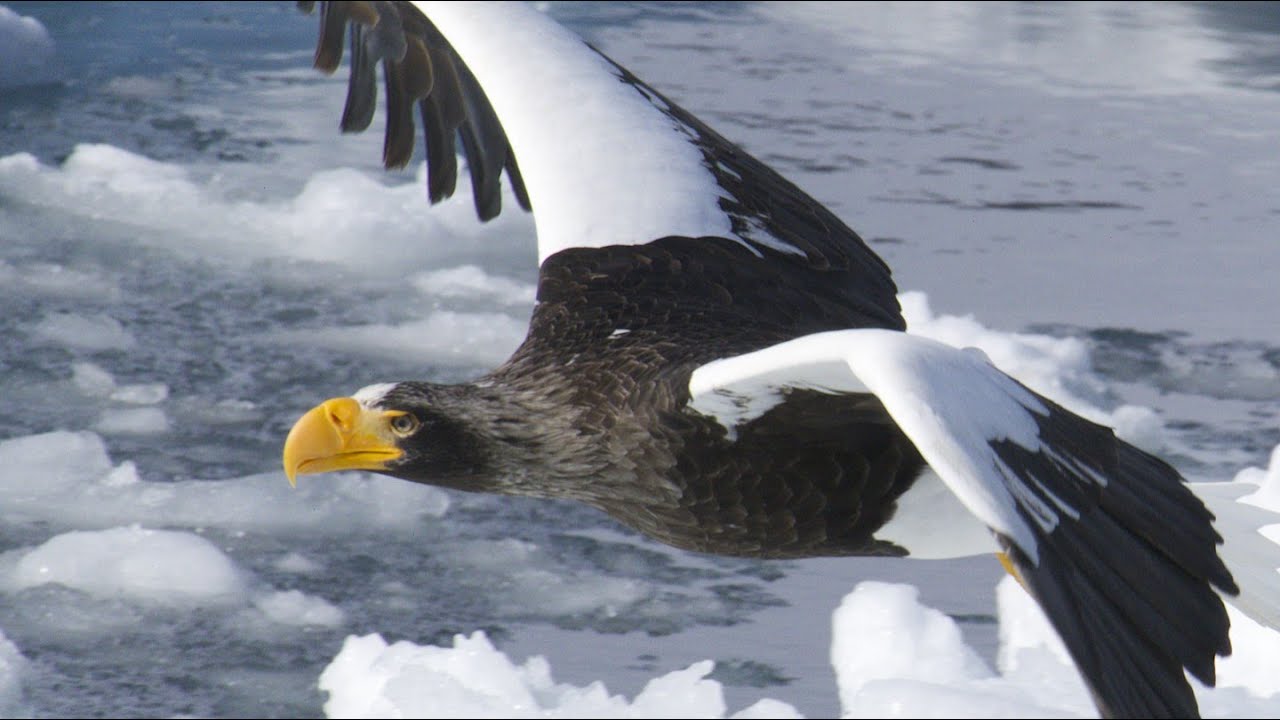 Steller's Sea Eagle