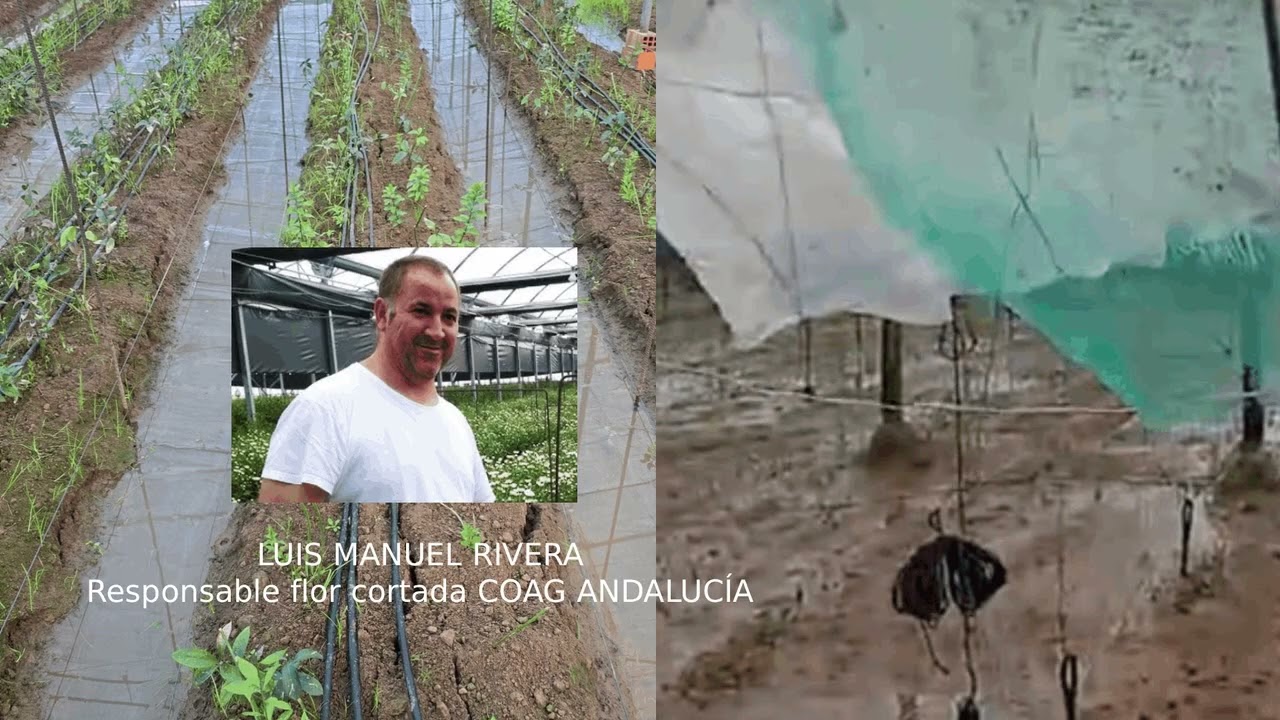 Programación especial. Temporal de lluvia y viento. Luis Manuel Rivera, COAG Andalucía