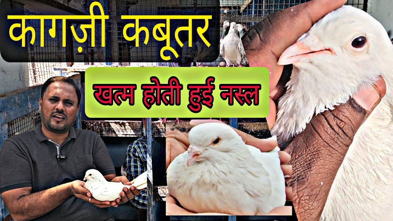 ये काग़जी कबूतर कहाँ से आये । उस्ताद युवराज सोलंकी 20 Saal Purana KAGZI Kabootar