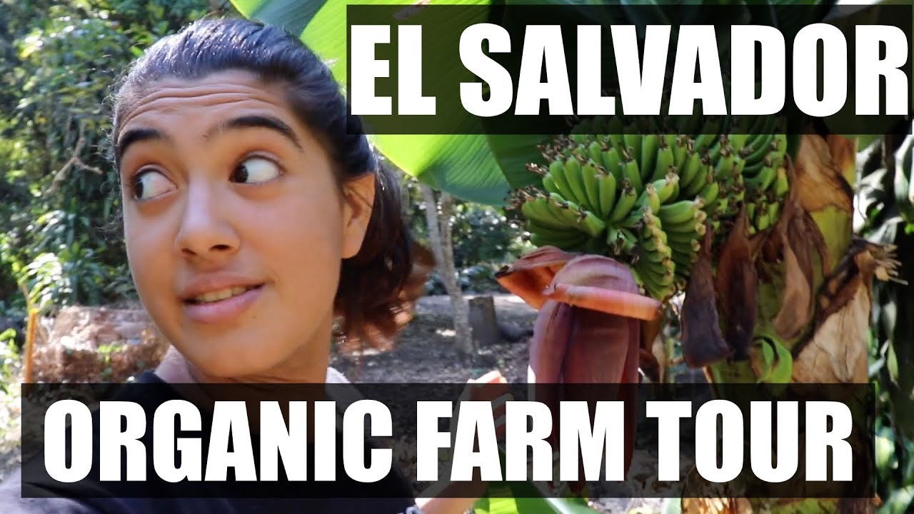 Organic Farm in El Salvador Tour | El Rincon