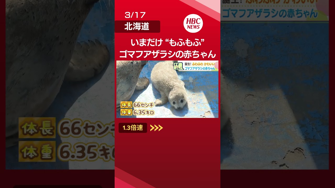 “もふもふ”ゴマフアザラシの赤ちゃん「幸せな気持ちになります」いましか見れない貴重な姿《稚内市・ノシャップ寒流水族館》きょうから一般公開　　#北海道 #hbc