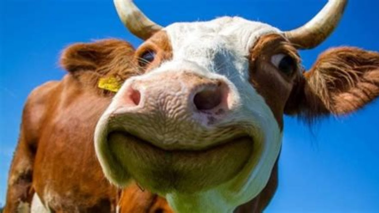Barulho de vacas berrando | Vacas mugindo | Vaca berrando