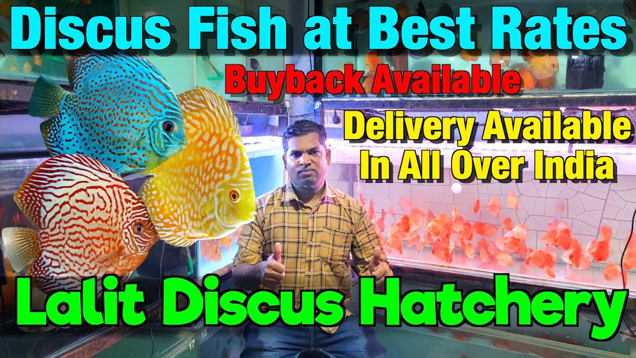 Lalit Discus Hatchery I Discus Fish at Cheapest Rate I Buyback Available I Delivery All Over India
