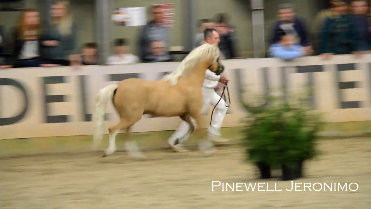 Stallion Show Ysselvliedt Stud 2019