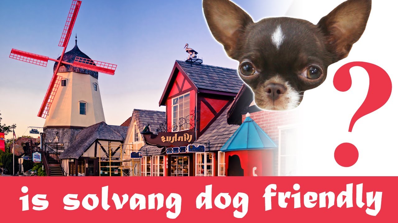 Дружелюбна ли компания Solvang к собакам? Марго, самая крошечная чихуахуа, скоро это узнает!