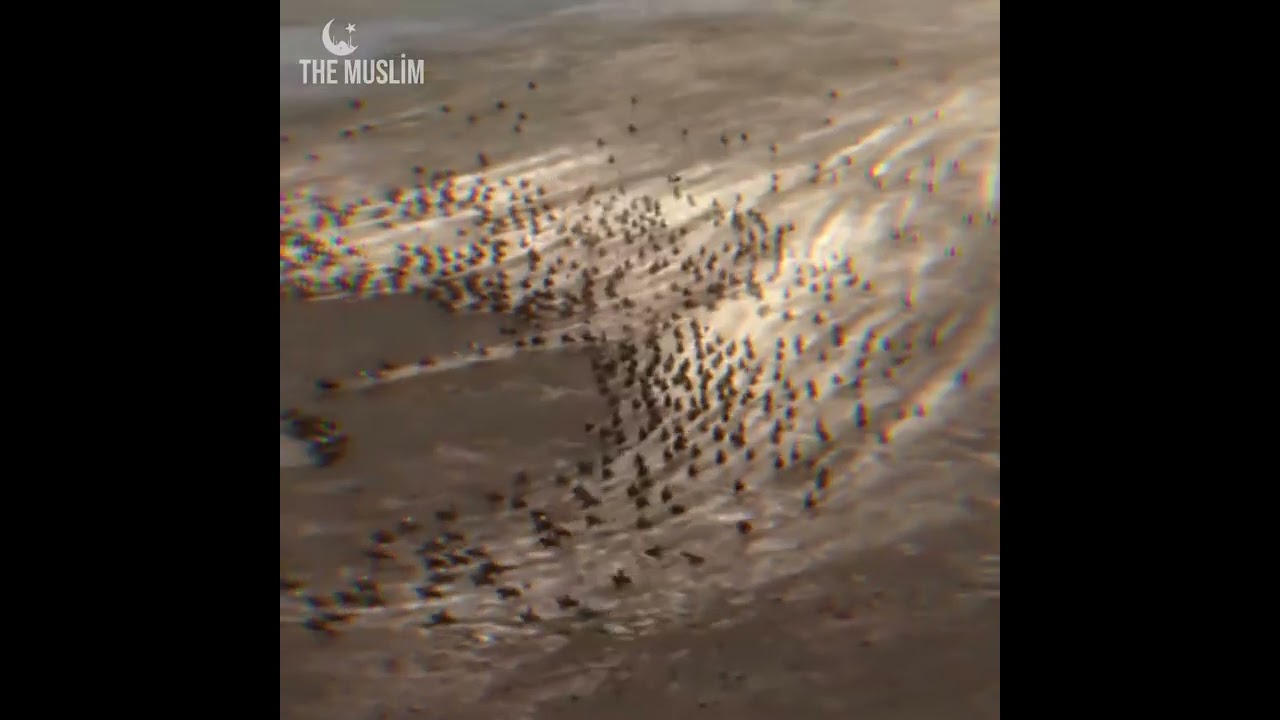 2nd Battle of Tarain🔥| Muhammad Ghori Vs Prithviraj Chouhan | #history #history #facts