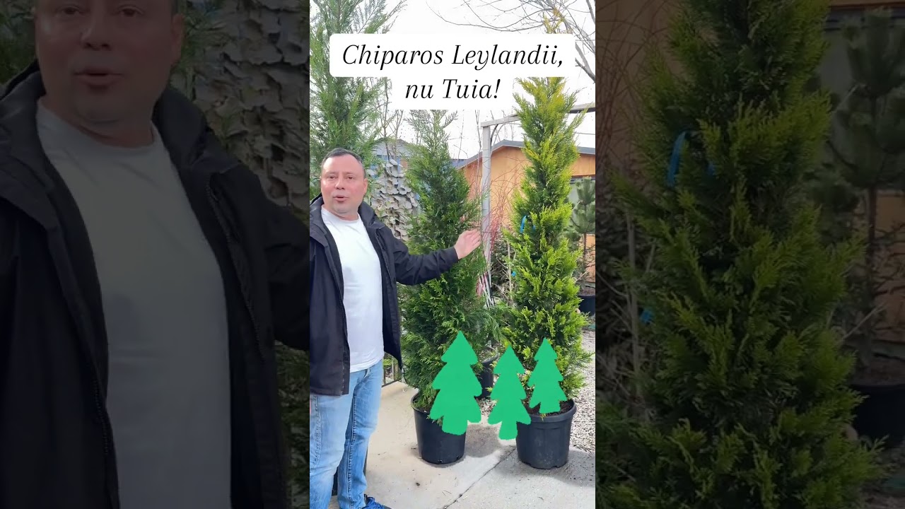 Care sunt diferentele intre Chiparosii Leylandii?