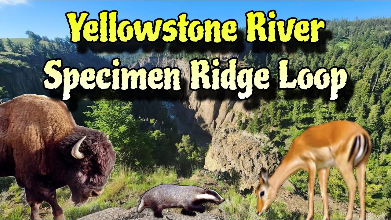 Yellowstone River / Specimen Ridge Loop Hike | Yellowstone National Park