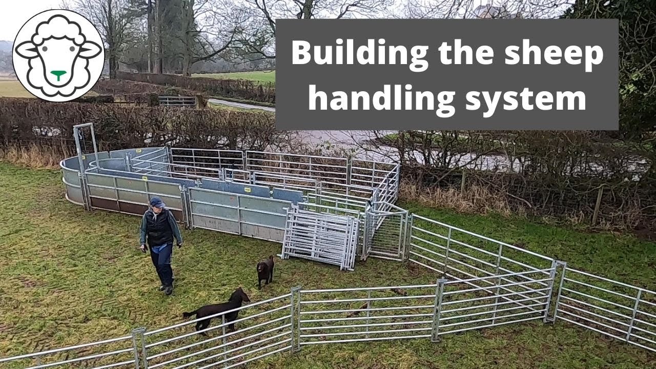 Building the sheep handling system - just how do you catch up sheep for scanning?