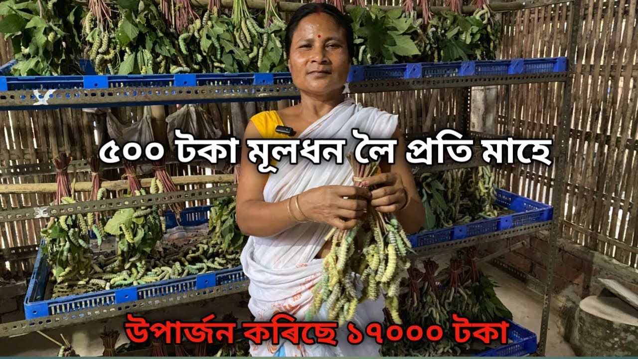 এগৰাকী মহিলাই ৫০০ টকা মূলধন লৈ প্ৰতি মাহে উপাৰ্জন কৰিছে ১৭০০০ টকা|Eri Polu Farm |Eri Polu Palon