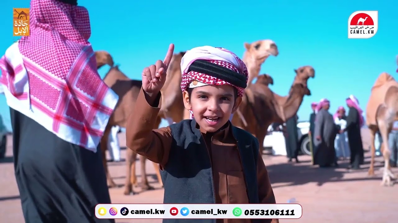 مشاركة   شداد بن محمد الميزاني   بجاده الابل بحايل