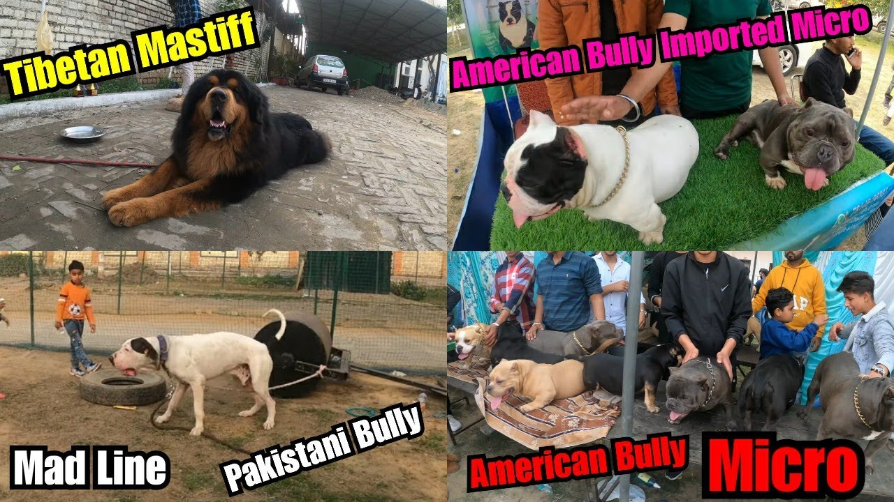 Inside Dog Show Jalandhar 2021