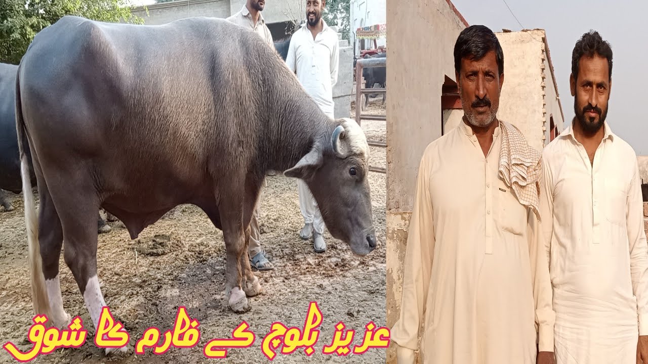 Watch video Aziz Baloch form Gujjar Nili Punjab tv YouTube sale in Pakistan 15 October 2023