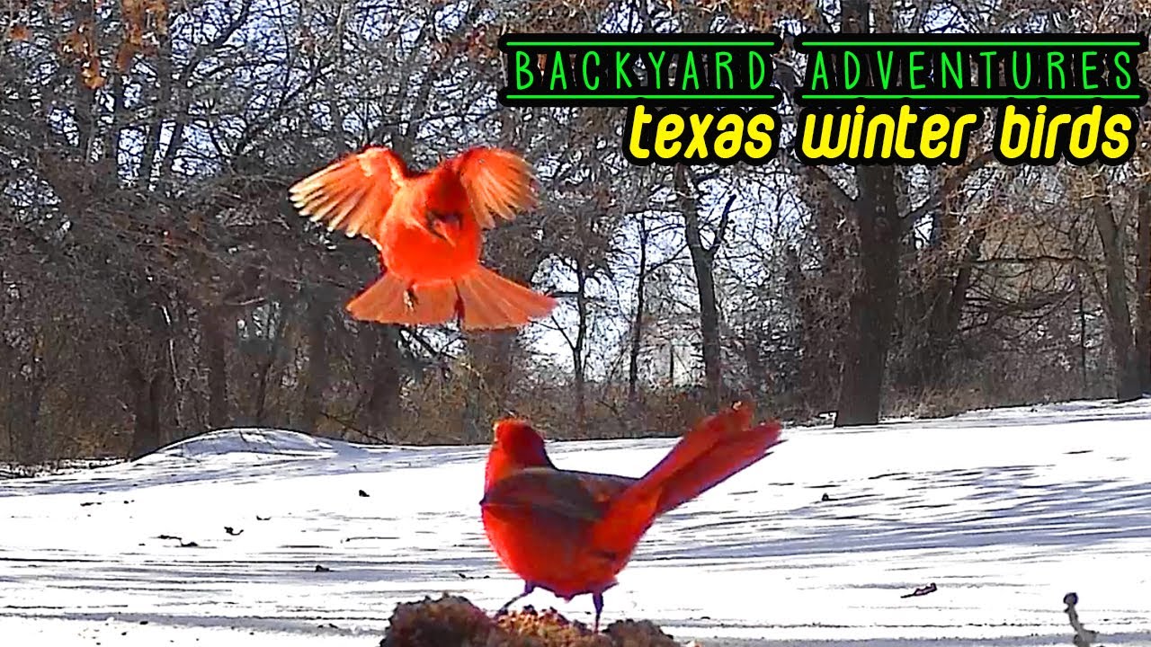 Texas Winter Birds  | 22 Minutes of Birds During The Texas Ice Storm