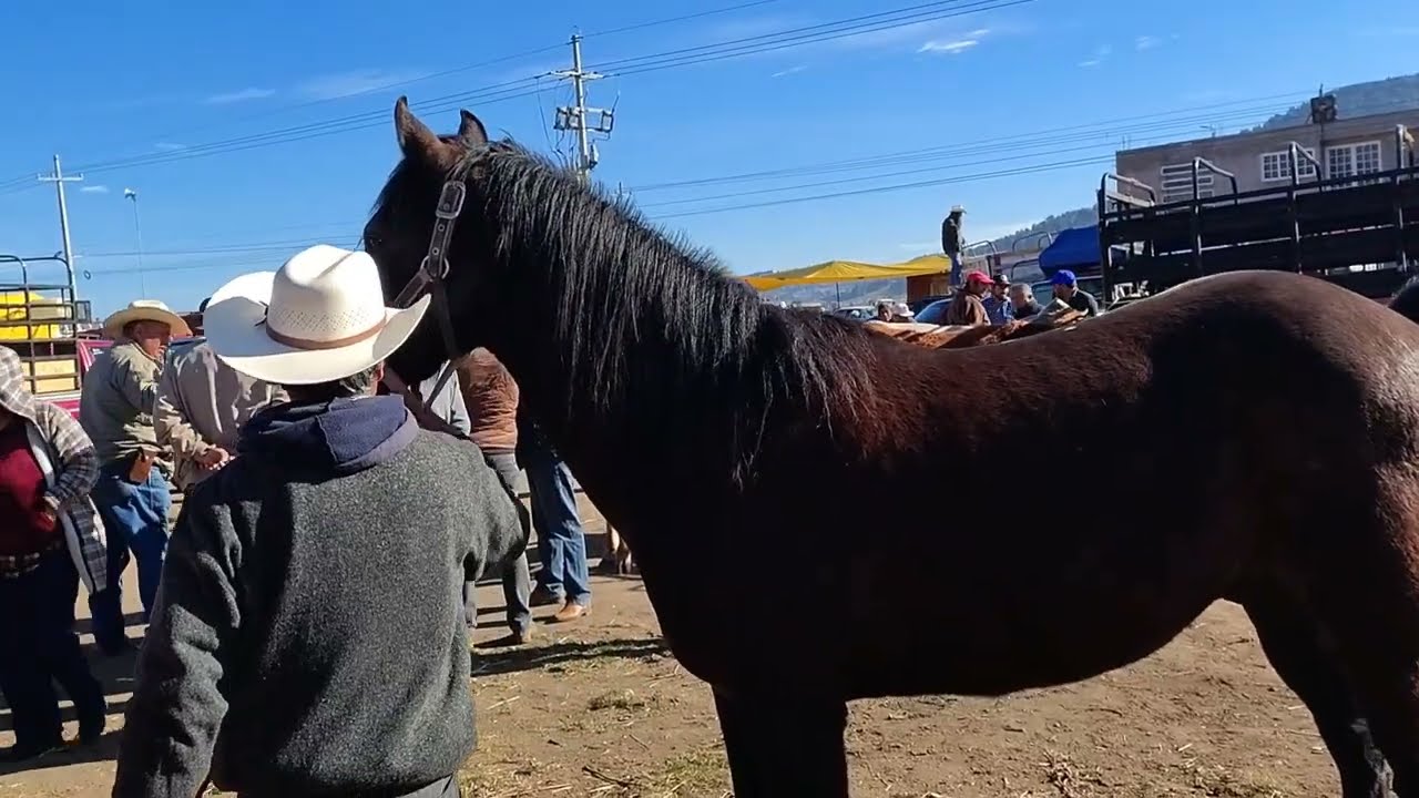 Jaltepec // días sábados 