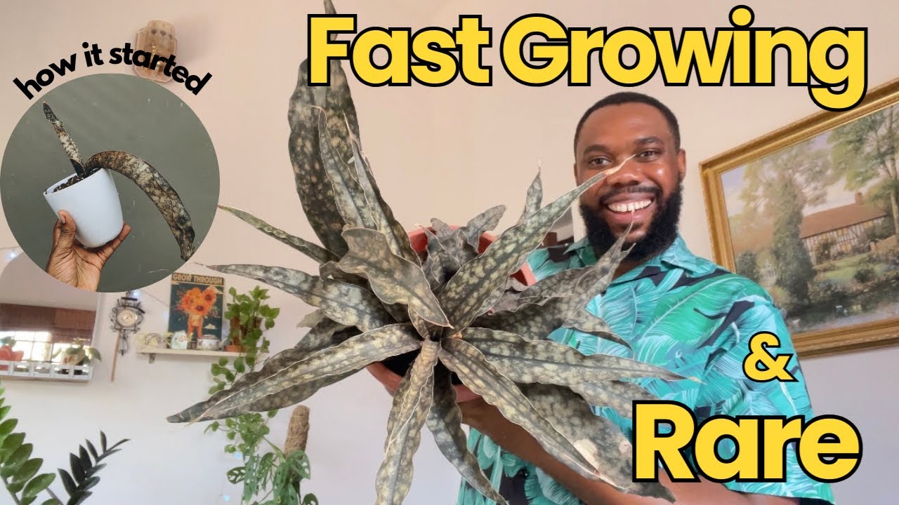 9 Fast Growing Snake Plants for the Impatient Gardener!