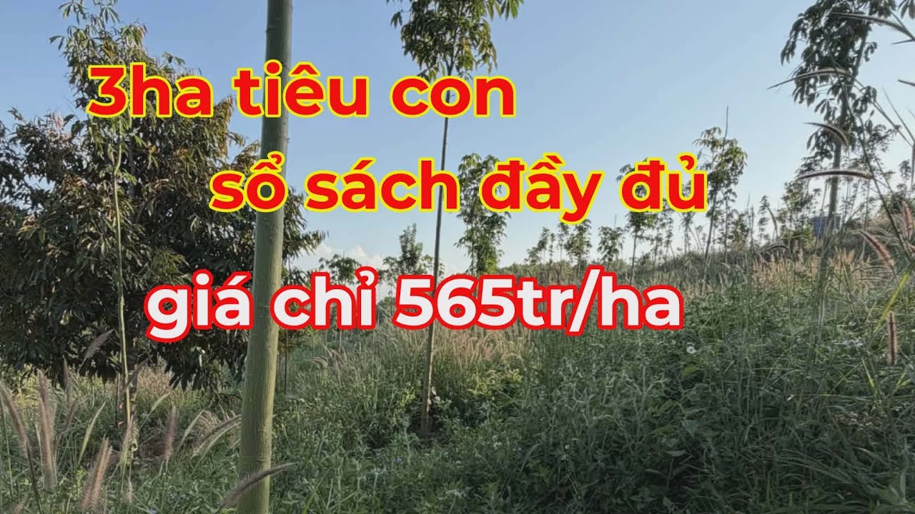 Bán 3ha tiêu sổ sách đầy đủ,giá chỉ 565tr/ha lh 0366592989