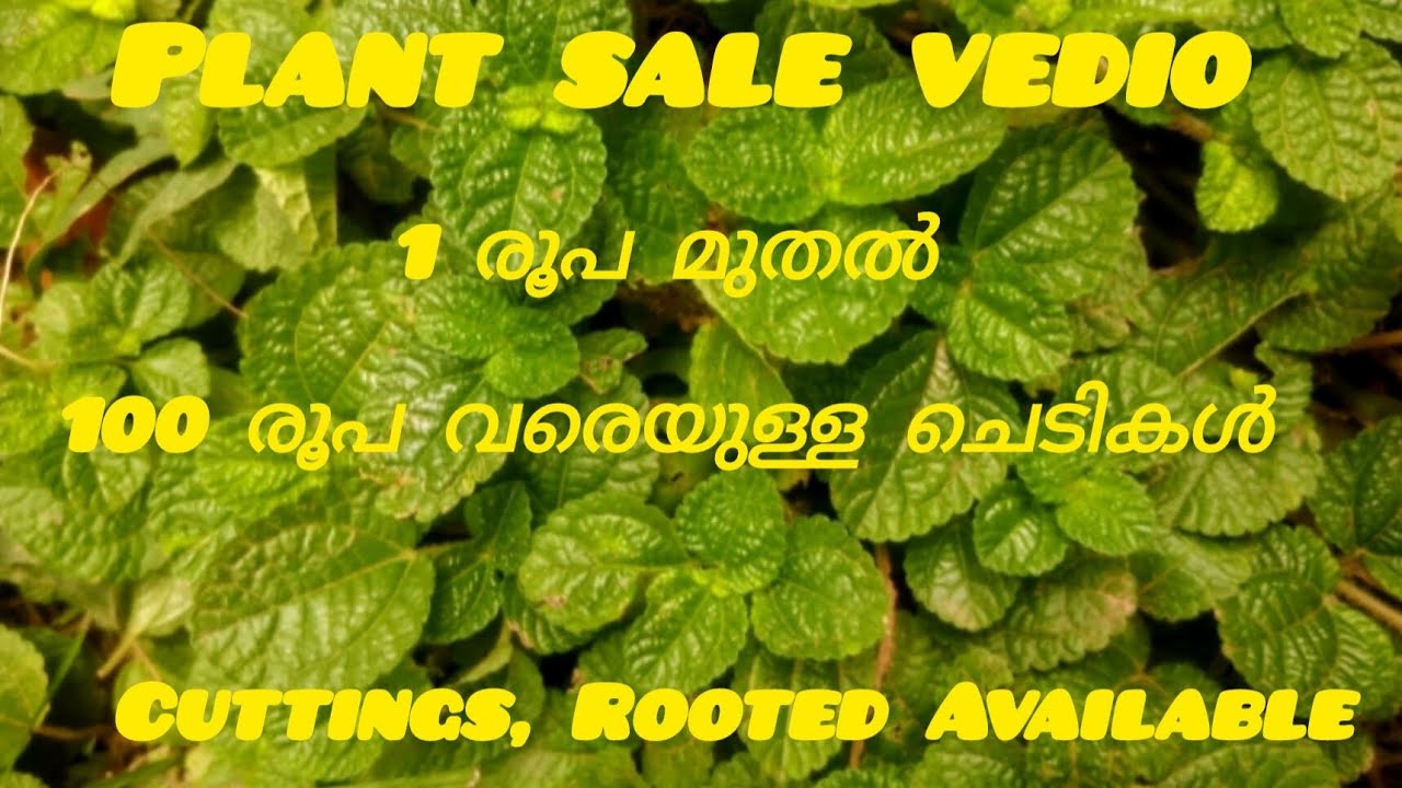 Plant sale vedio#online sale#gadening lovers 