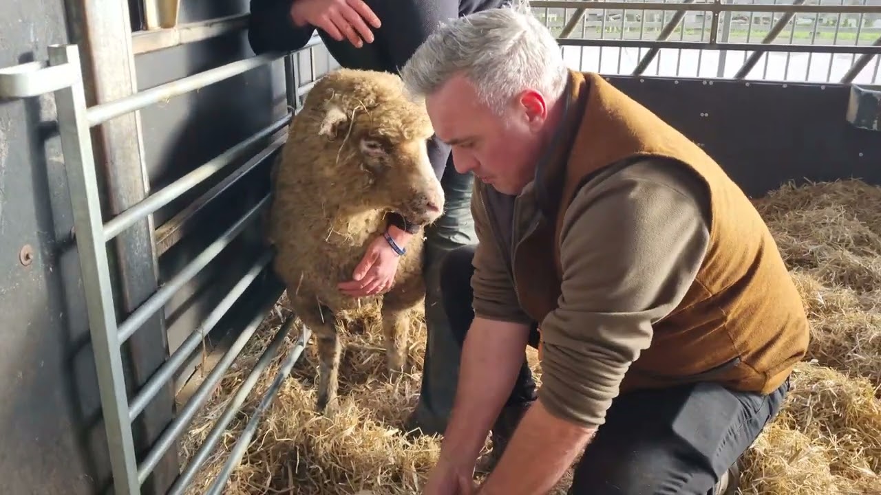 Farmer Dave's Lambing Vlog - Cannon Hall Farm