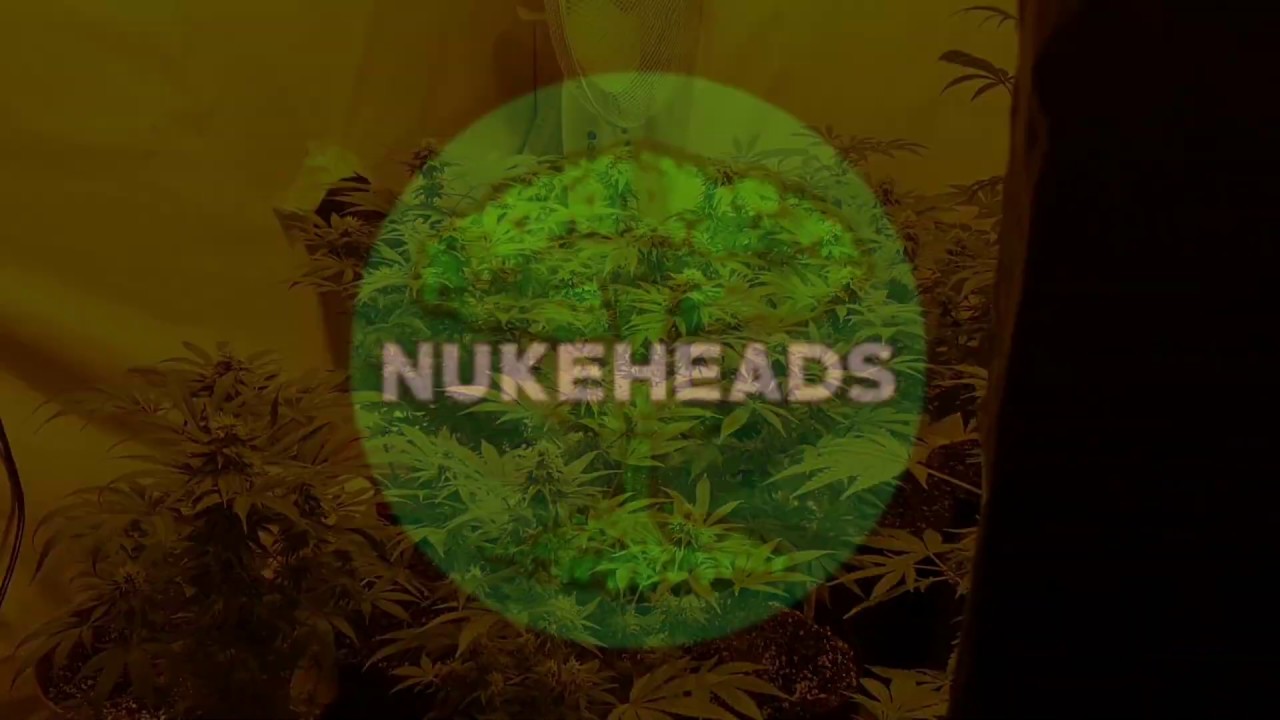 Nukeheads Cannabis Grow