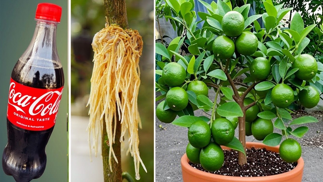 Technique of propagating lemon trees from coca-cola cuttings stimulates rapid growth 1000 roots.