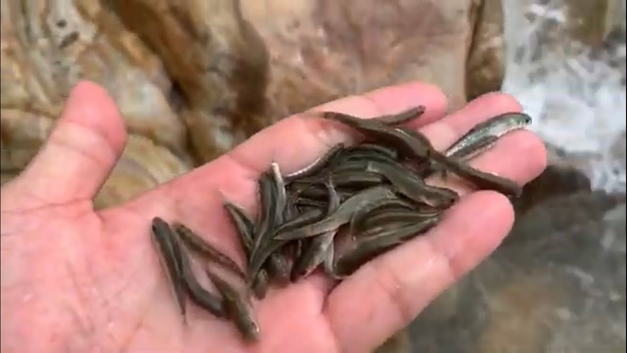 Amazing Fish found everywhere @Panimur Waterfalls #Fish found on Rock of Panimur