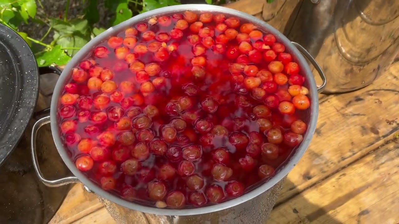 Preserving Sour Cherries 🍒