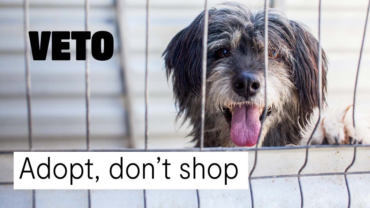 Einen Hund aus dem Ausland adoptieren? &ndash; Das musst du beachten!
