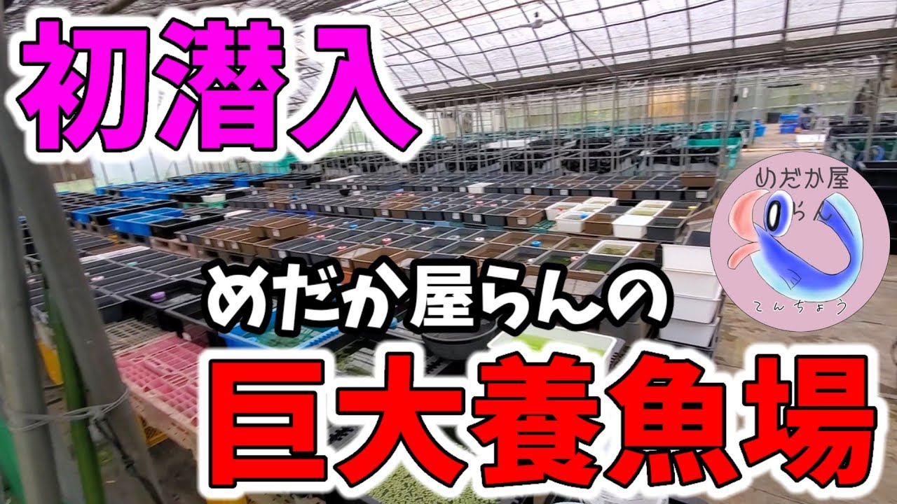 巨大飼育場に初潜入‼️サファイアが鬼青いので見て頂きたい【めだか屋らん/千葉県八街市】龍の瞳.安らぎAQUAちゃんねる