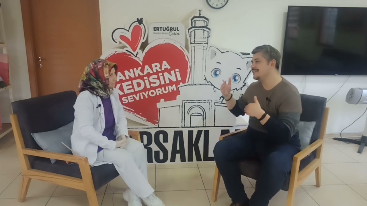 Ankara Kedisi - Karakteri, Irk Standartları, Eşsiz Özellikleri