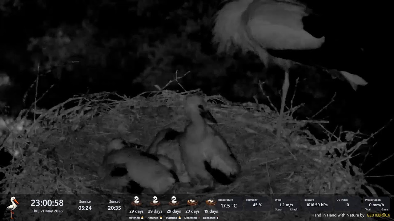 Gnezdenje štorkelj - Župnija Cerklje na Gorenjskem | Stork nesting - Parish Cerklje na Gorenjskem