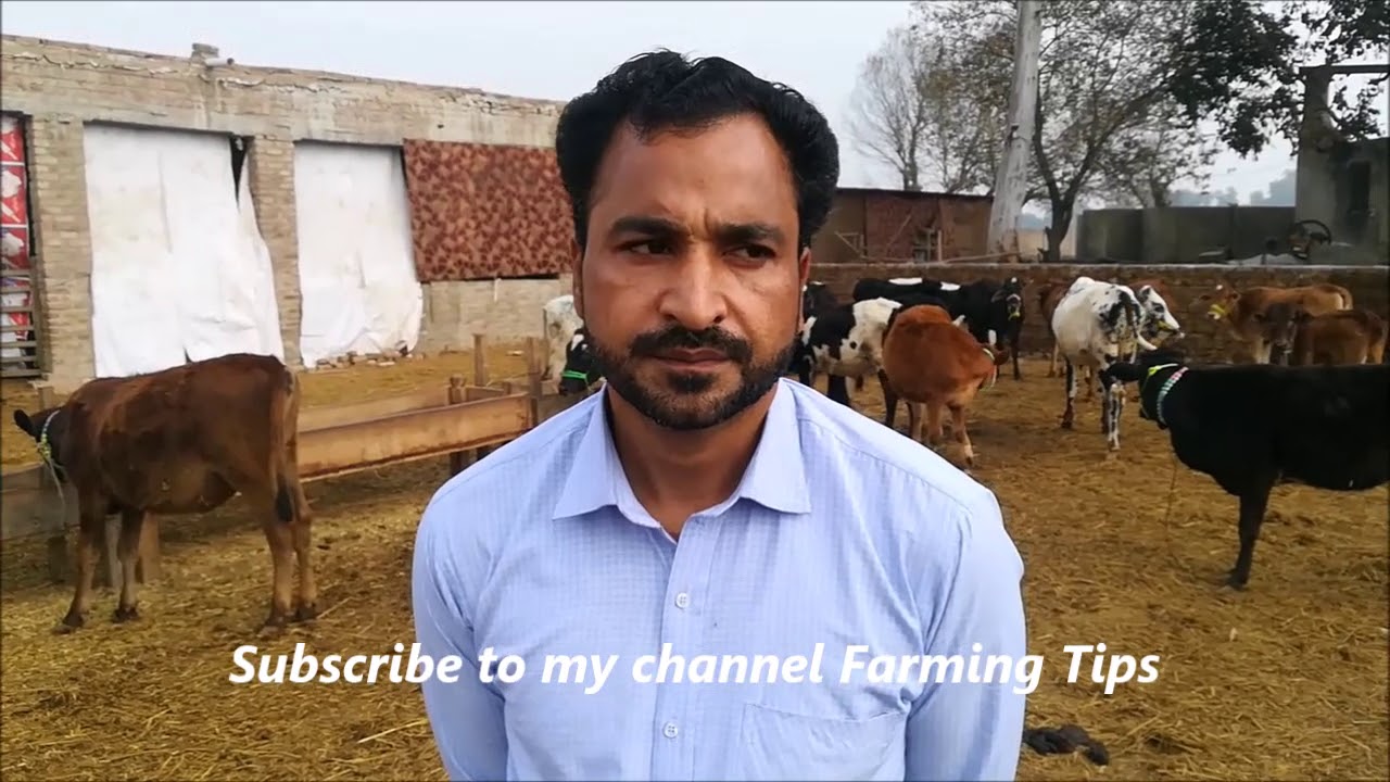 Calf farming in Pakistan|Bachra/bachri farming|katta farming in Pakistan|how to start vacha farming