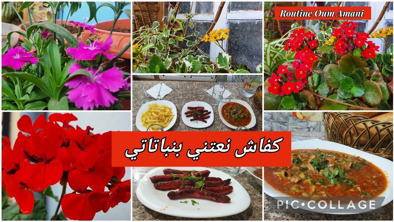 #روتين سبيسيال ✅️#زراعة النباتات و الاعتناء بها مع سر الإخضرار❗️@cuisineloudjaindz1813