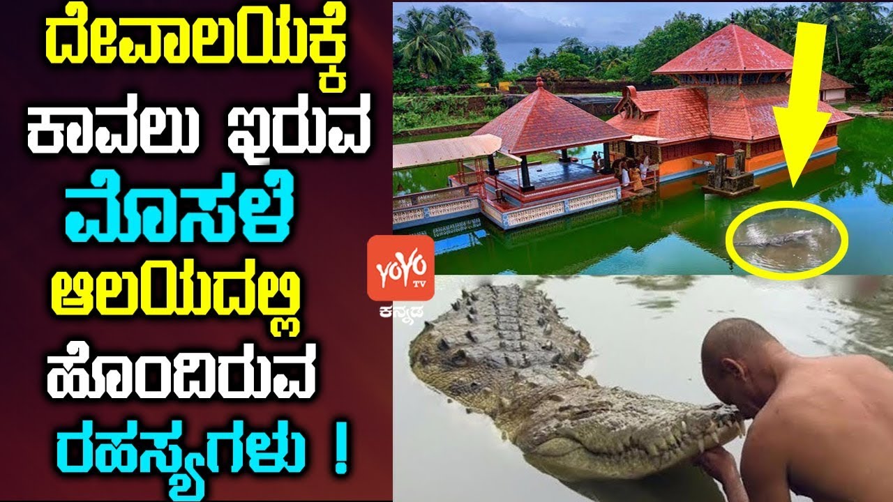 ದೇವಾಲಯಕ್ಕೆ ಕಾವಲು ಇರುವ ಮೊಸಳೆ ಆಲಯದಲ್ಲಿ ಹೊಂದಿರುವ ರಹಸ್ಯಗಳು ! Ananthapura Temple Crocodile Facts Kannada