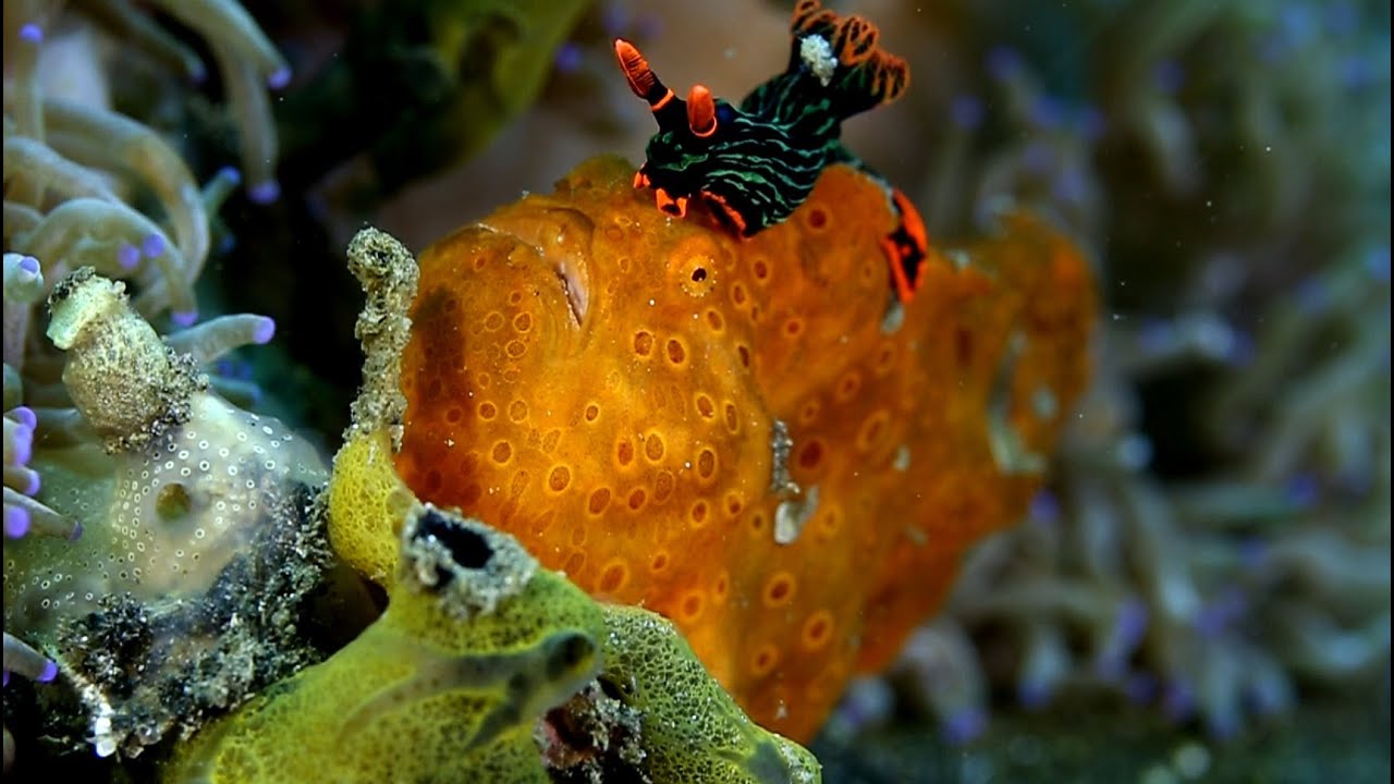 The Lembeh Strait