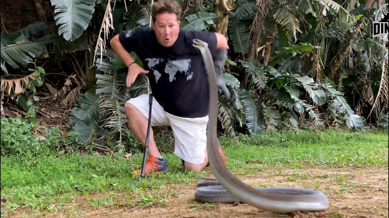 The Most Dangerous Snake In The World!!!!