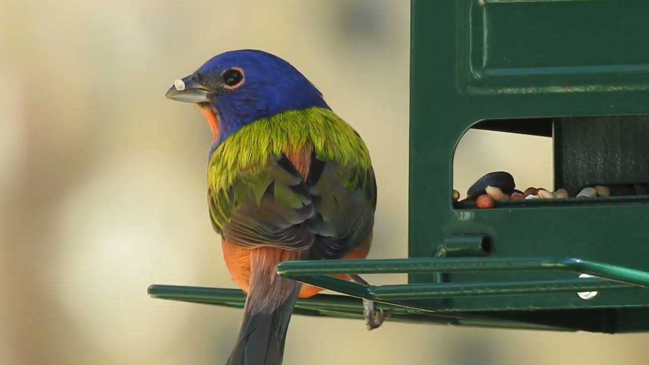 Painted Bunting (Passerina ciris) Bird Feeder