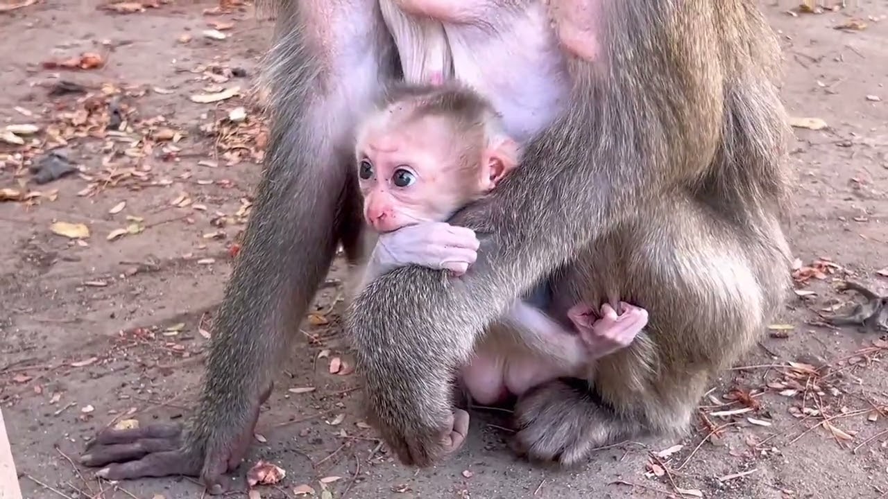 Copy of LIVE: Sweet and Tender — Senior Mom Shares a Special Bond with Her Newborn 🌿🐒