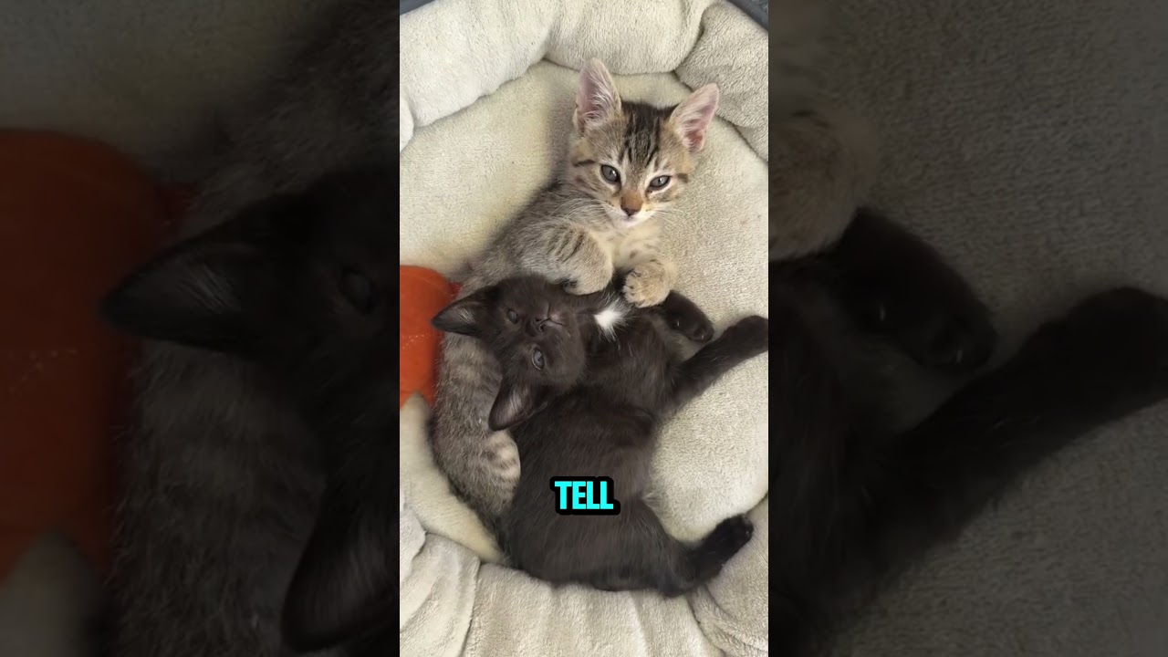 Почему кошки мурлычут — и что это на самом деле означает? 😺💓