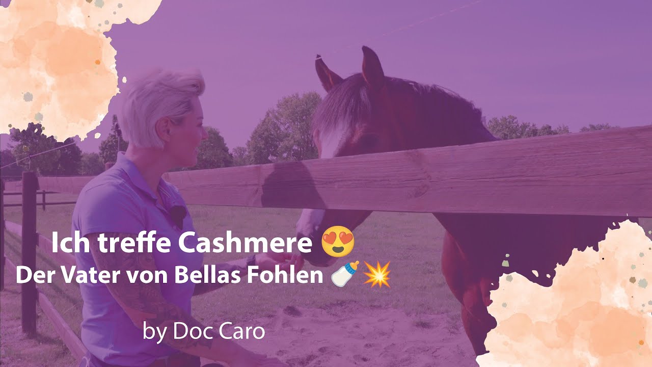 Ich treffe den Vater von Bellas Fohlen 🐴💥 Cashmere live!