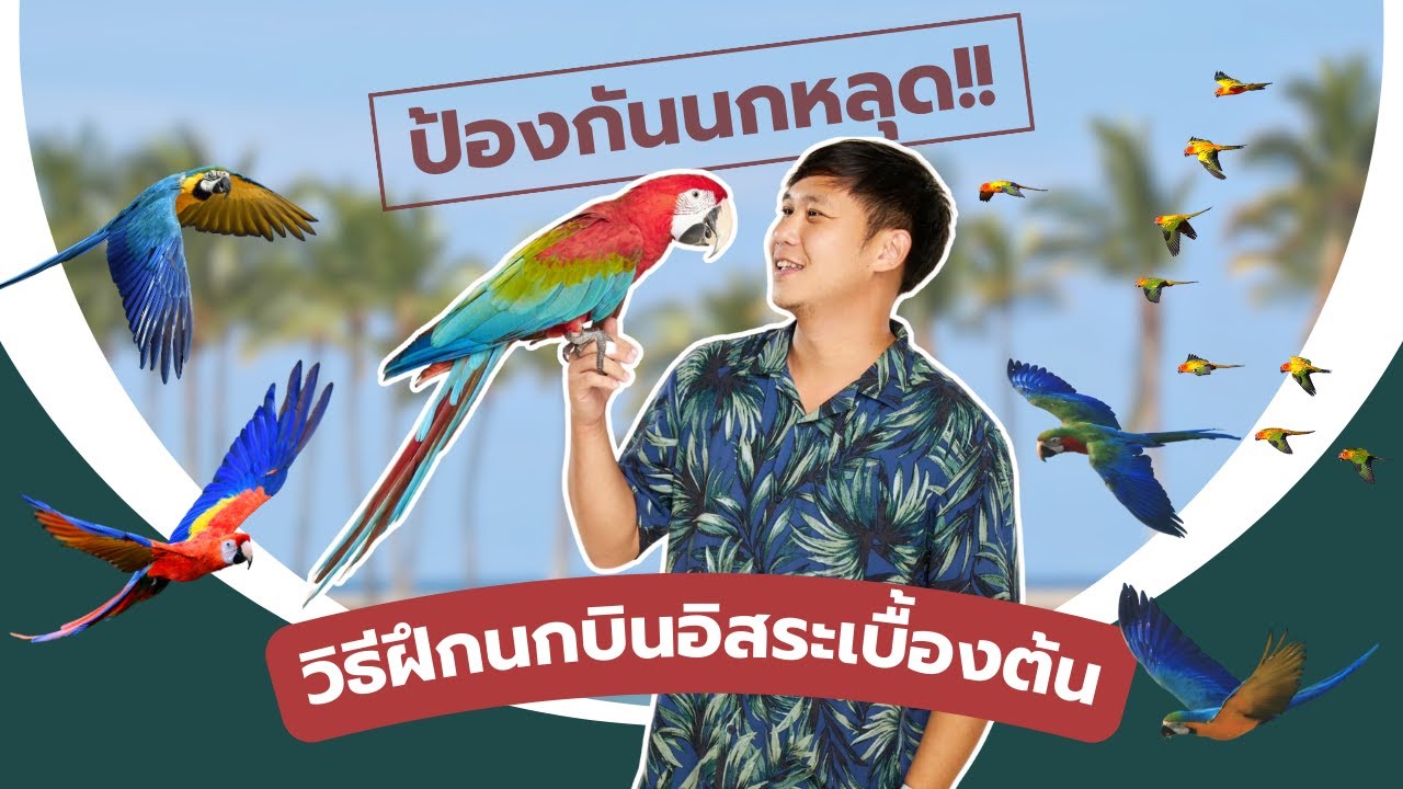 วิธีฝึกนกบินอิสระเบื้องต้น