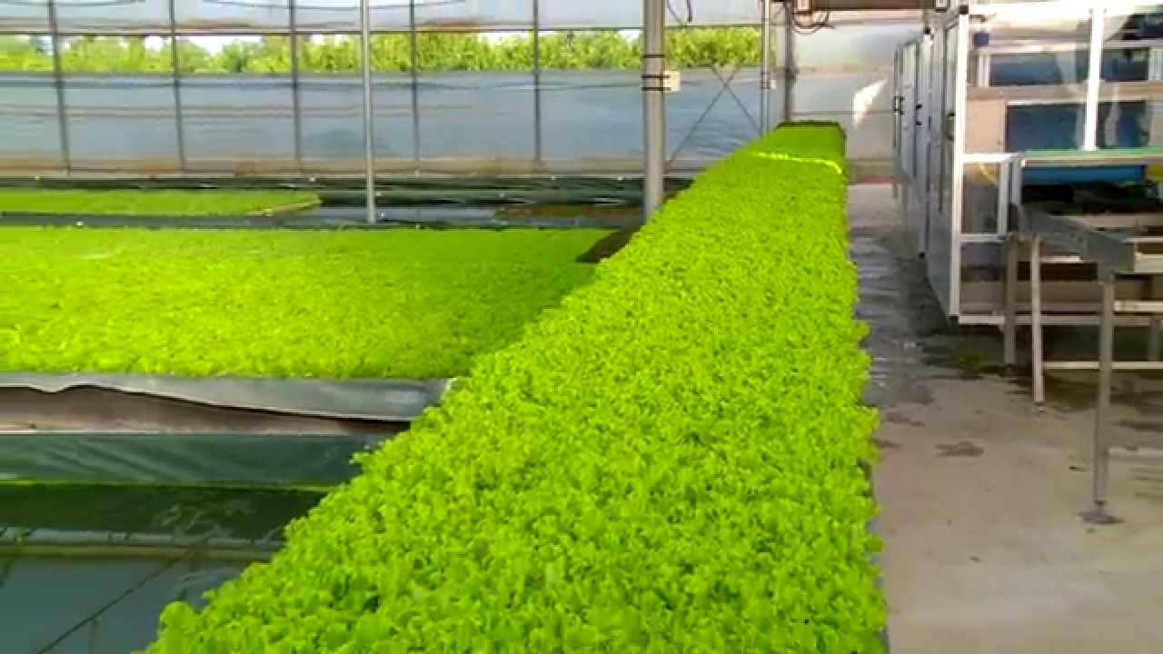 DA ROS linea taglio Baby Leafs - Harvesting line Baby Leafs
