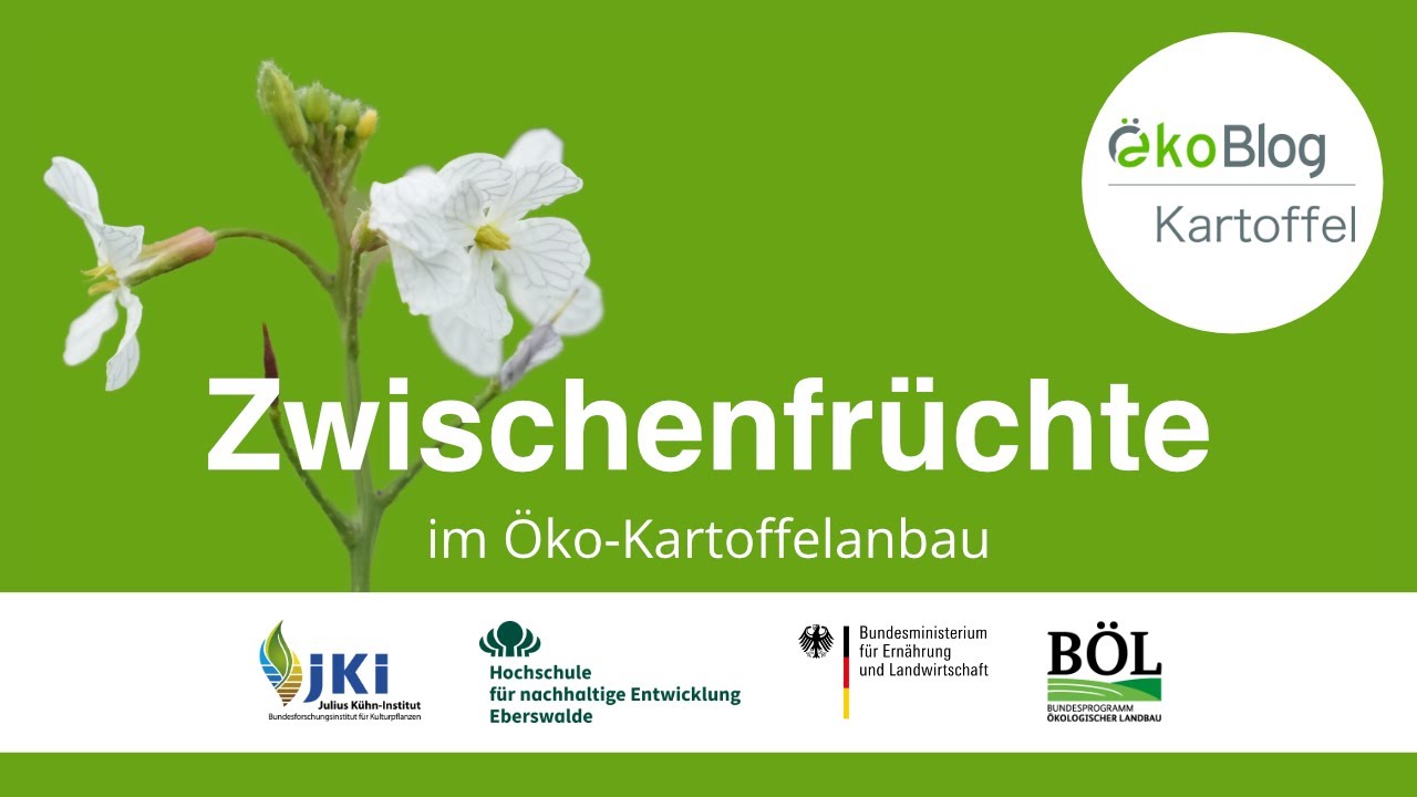 Zwischenfrüchte im Öko-Kartoffelanbau