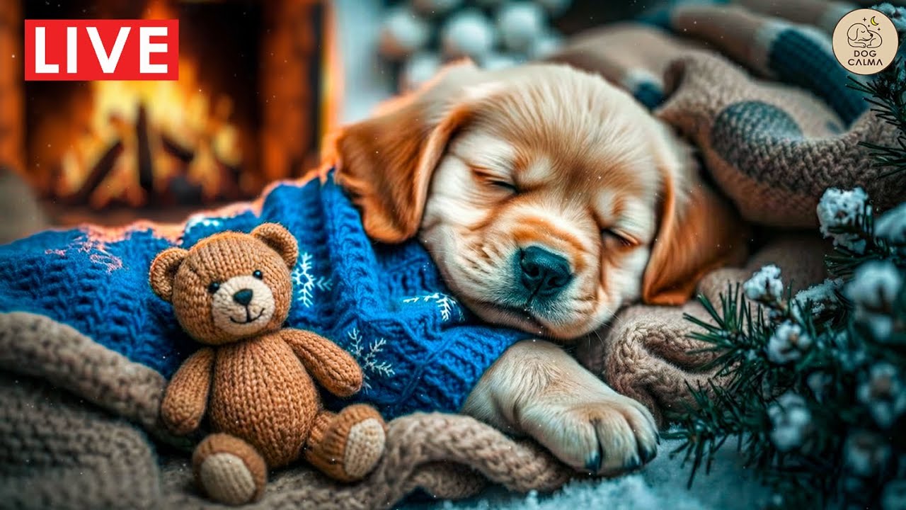 🐶Dog Music For Sleeping — Calming Sounds For Deep Night Rest