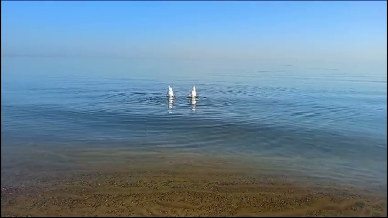 YODINA - 7:55