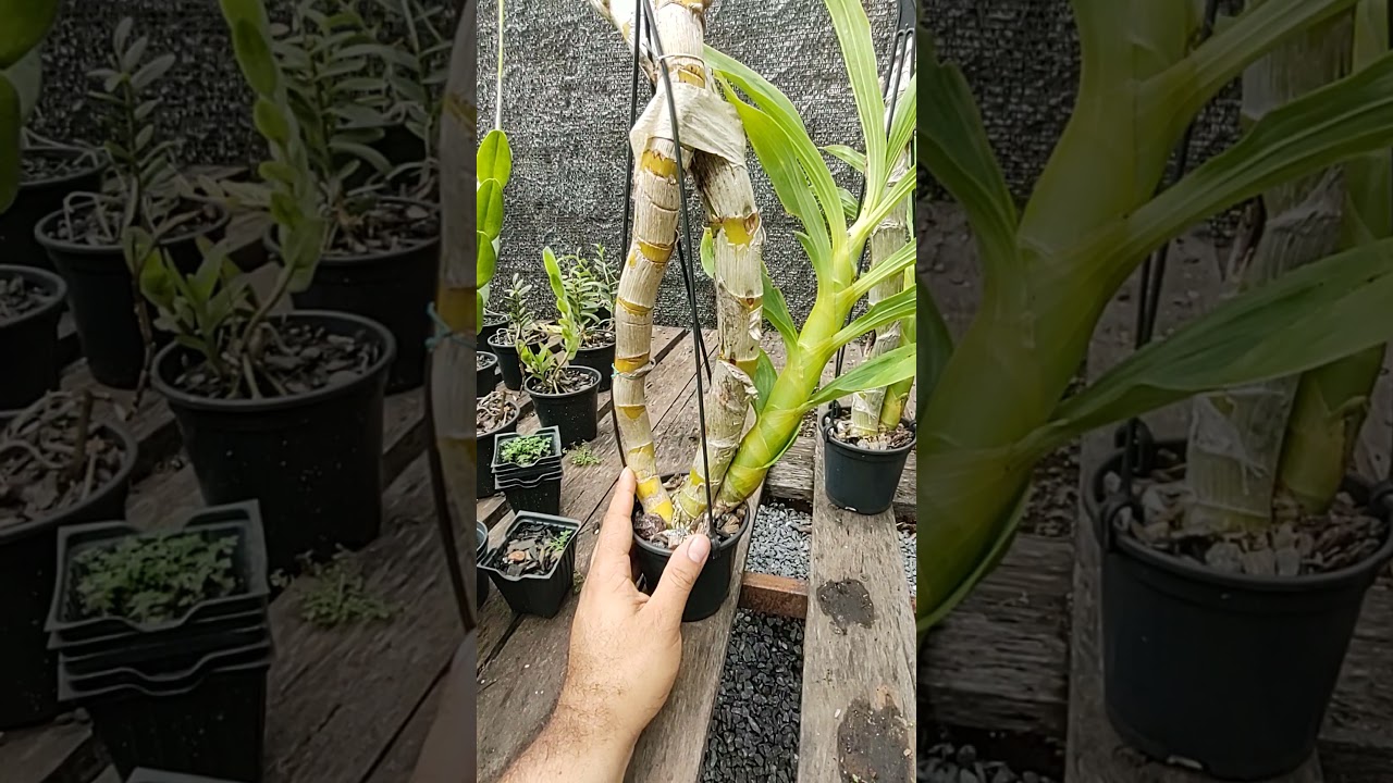 O meu cultivo de Cycnoches hagii in&iacute;cio das primeiras hastes florais.
