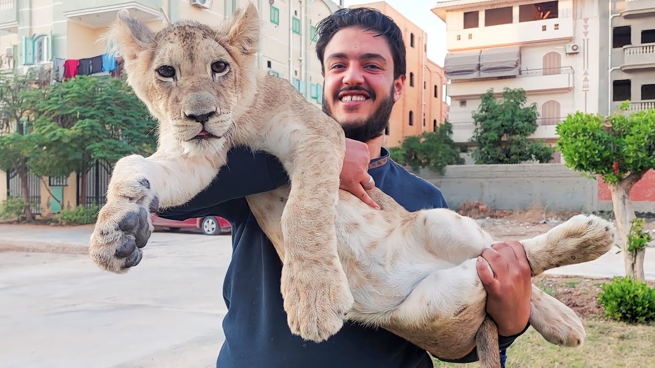 اسعاااار اشبال الاسود وتربيتها والاوراق المطلوبة للتربية مع أ / ميدو ايهاب !!