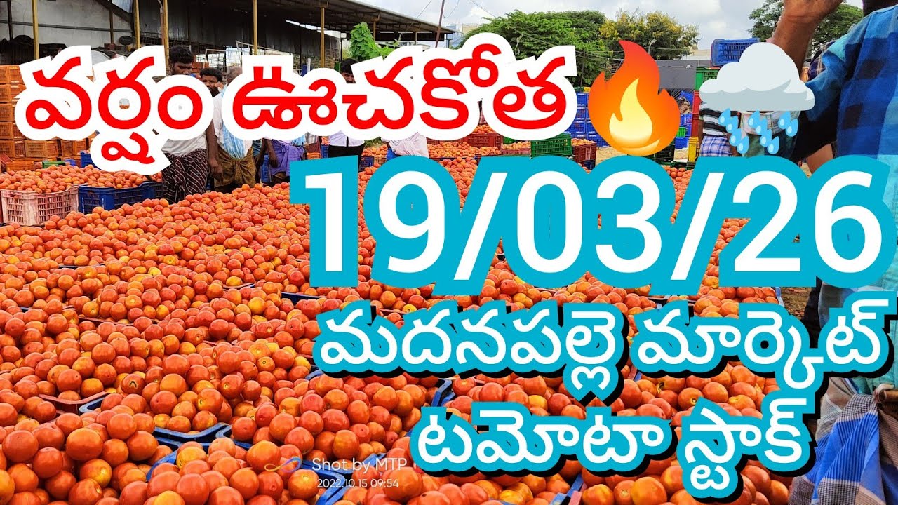 19-03-26 Madanapalle Tomato Market price Today || Today Tomato Market Rate in Madanapalle #today