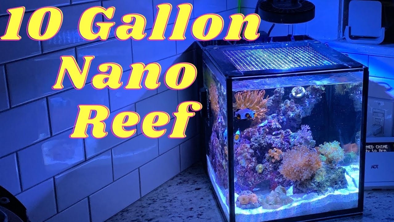 Nano Reef Update!  Innovative marine 10 gallon
