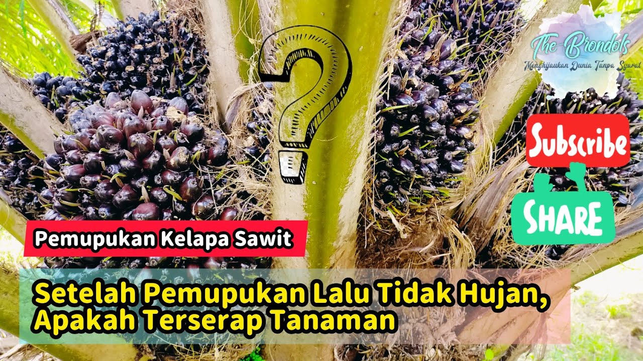 Setelah Pemupukan Lalu Tidak Hujan, Apakah Terserap Tanaman
